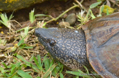 Mexican Giant Musk Turtle