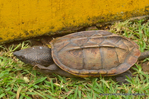 Mexican Giant Musk Turtle