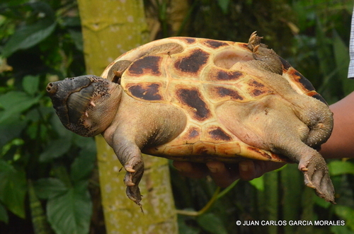 Mexican Giant Musk Turtle