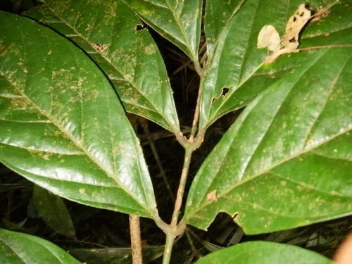 Clathrotropis macrocarpa