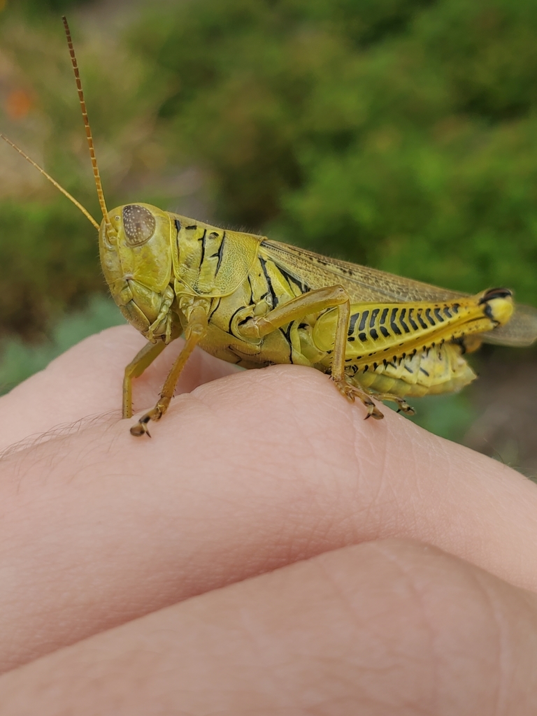 Differential from Teachers College Building, Muncie, IN