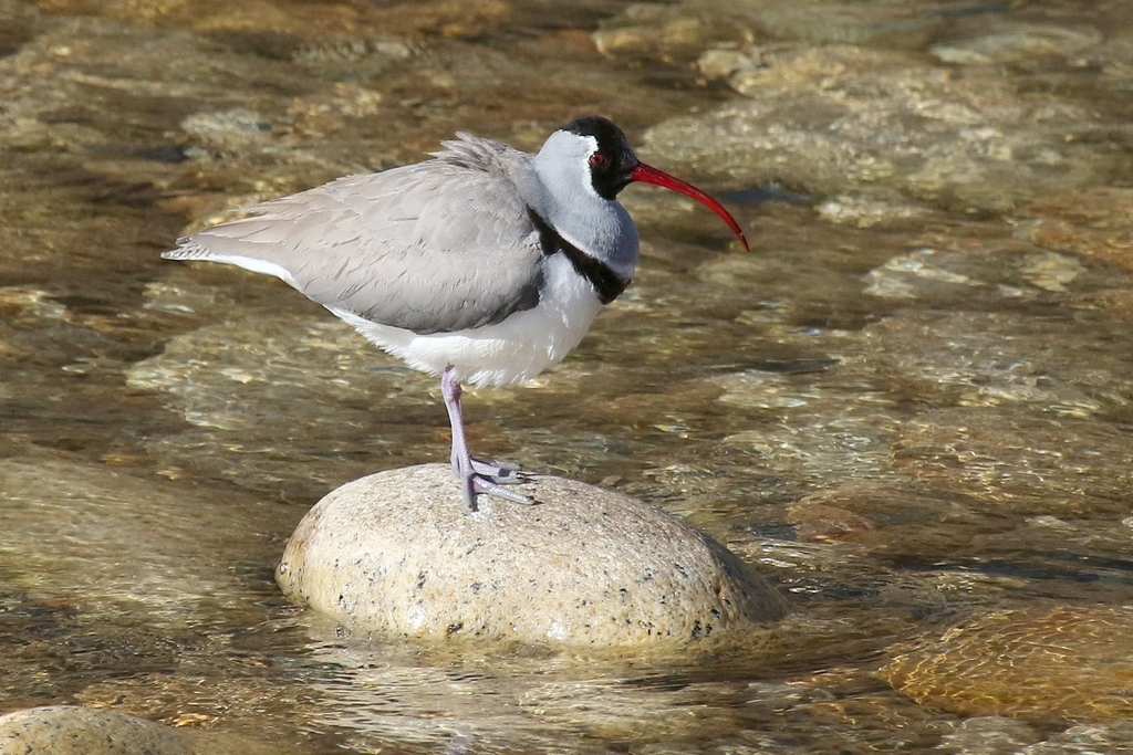 Ibisbill photo