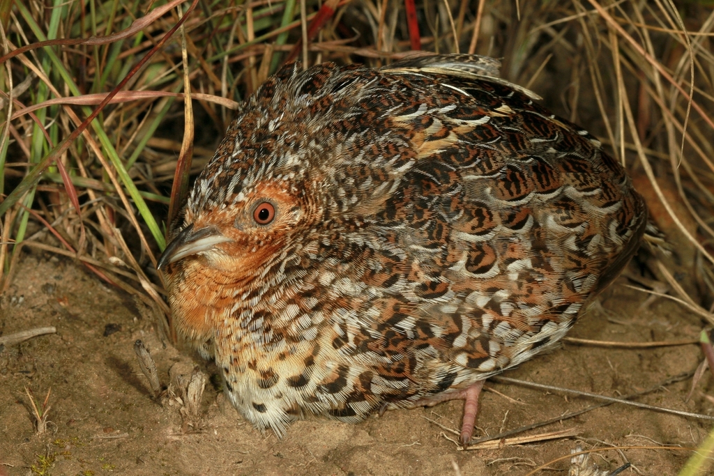 Fynbos Buttonquail photo