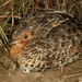 Fynbos Buttonquail - Photo (c) Daniel Danckwerts, all rights reserved, uploaded by Daniel Danckwerts
