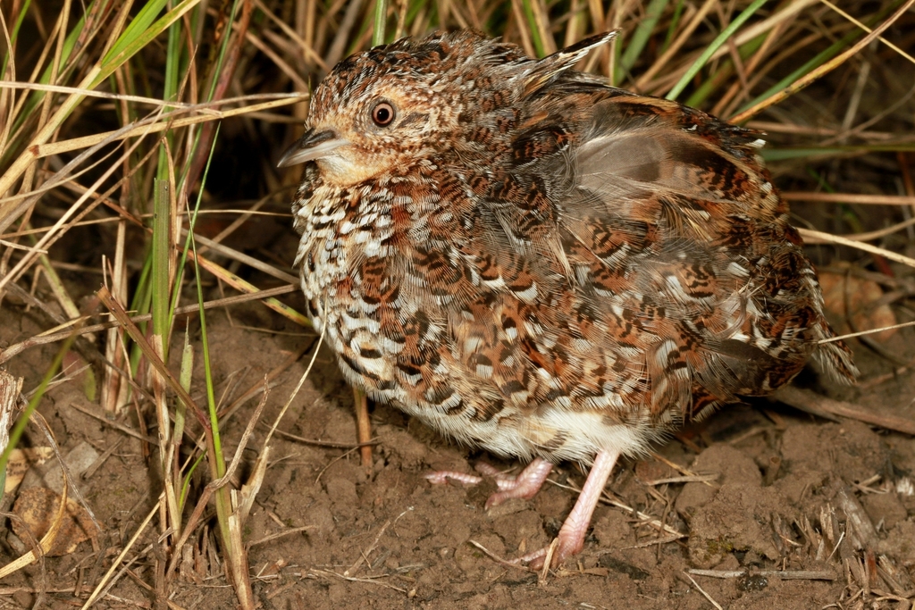 Fynbos Buttonquail (Turnix hottentottus) photo