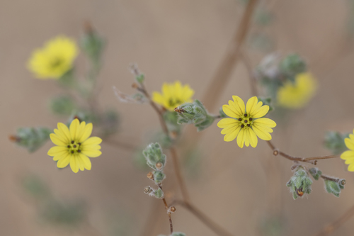 iNaturalist observation photo of common hareleaf