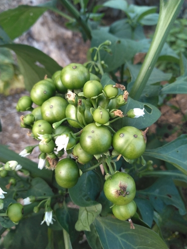 Garden Huckleberry