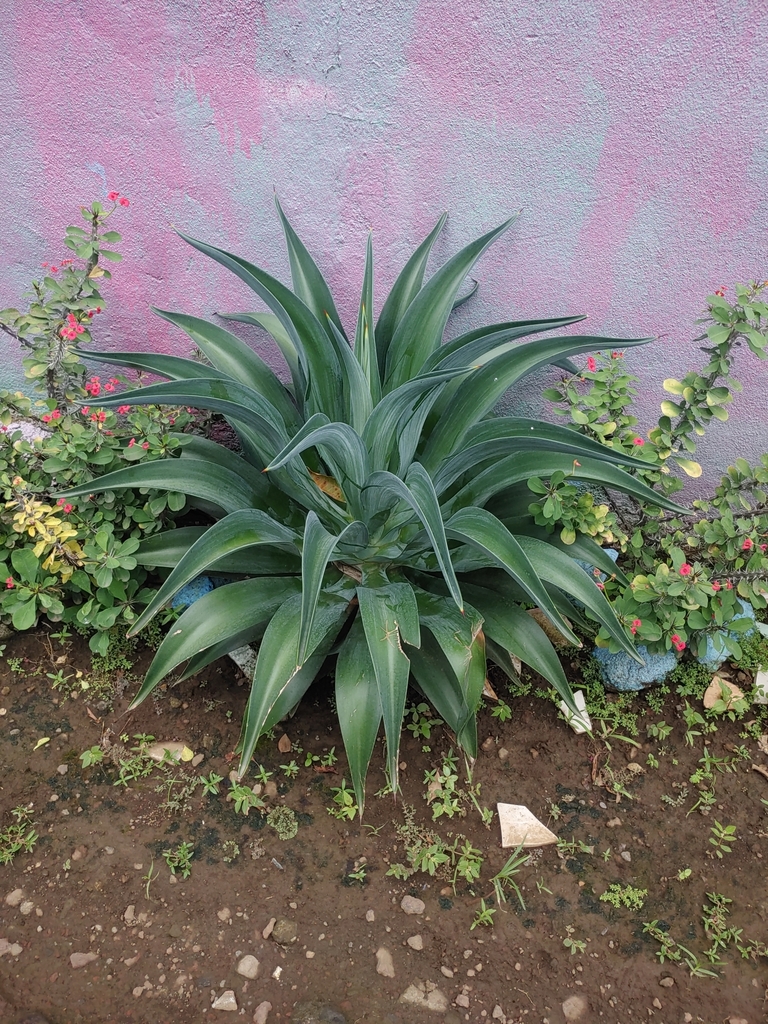 Smooth Agave (Agave desmetiana)  iNaturalist