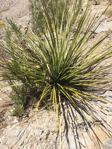 Foothill Beargrass
