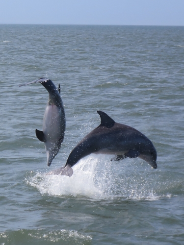 Tamanend's Bottlenose Dolphin