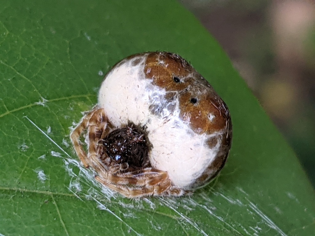 Cornfield Bolas Spider from Downtown Toronto, Toronto, ON, Canada on