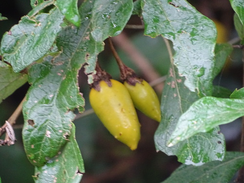 Solanum phoxocarpum