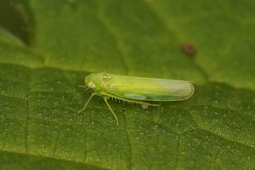 Empoasca vitis · iNaturalist