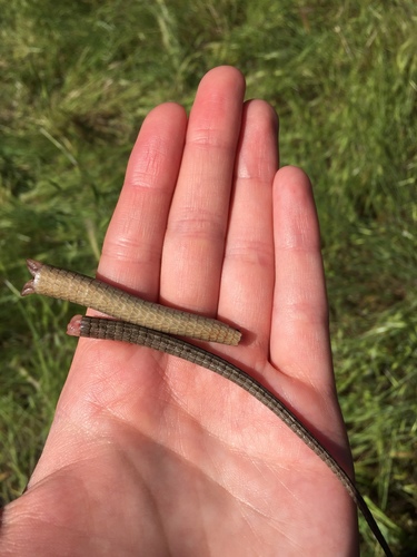 iNaturalist observation photo of Southern Alligator Lizard