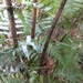 Prickly Tree Fern - Photo (c) brushbox, all rights reserved