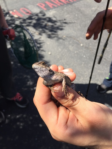 iNaturalist observation photo of Western Fence Lizard