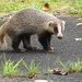 Japanese Badger - Photo (c) Aline Horikawa, all rights reserved, uploaded by Aline Horikawa