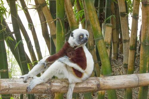 Coquerel's Sifaka
