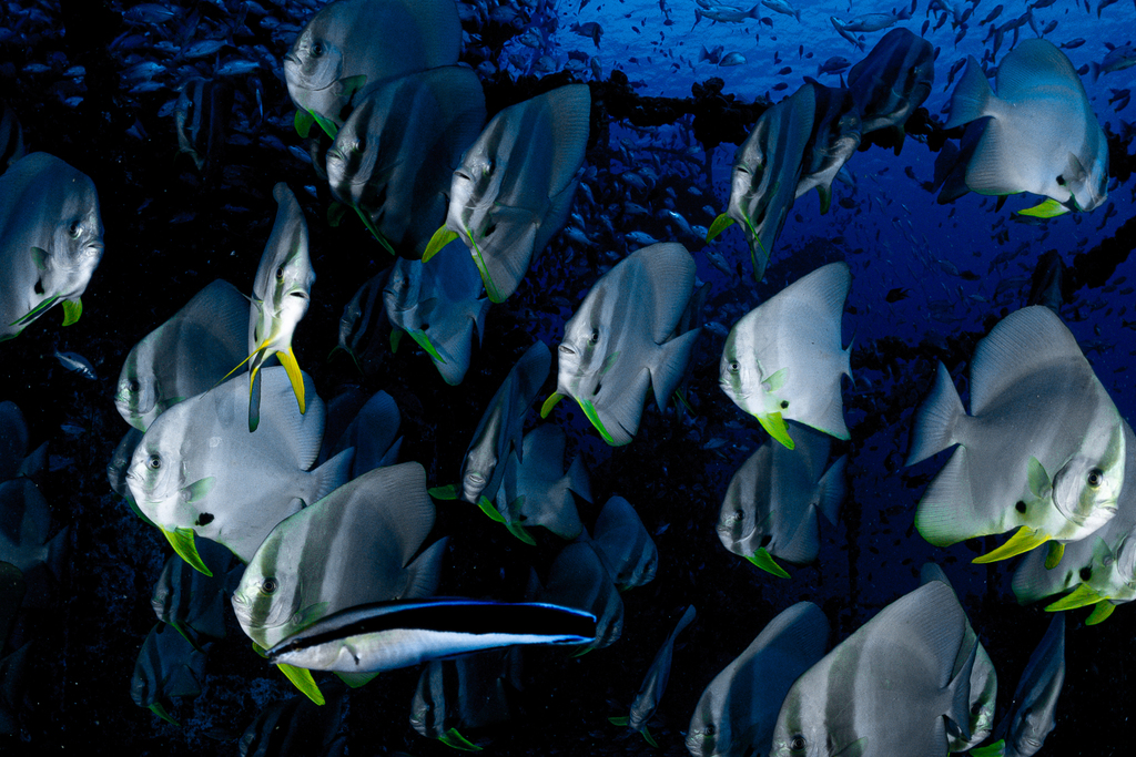 Batfish