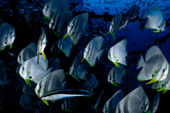 Batfish