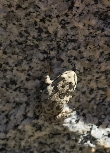 iNaturalist observation photo of Pacific chorus frog