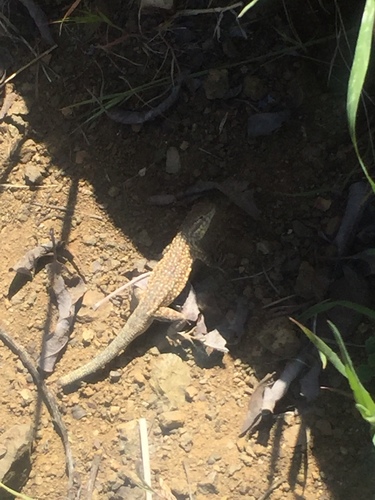 iNaturalist observation photo of Western Side-blotched Lizard