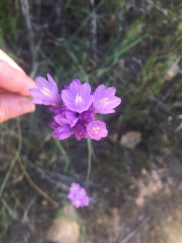 iNaturalist observation photo of blue dicks