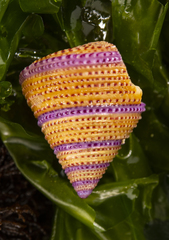 Calliostoma annulatum image