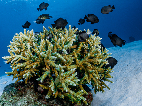 Indian Dascyllus — seen at this dive site