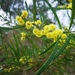 Hop Wattle - Photo (c) James Peake, all rights reserved, uploaded by James Peake