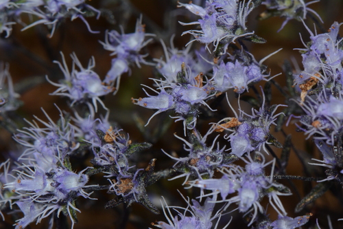 Cobalt Wisemany (Haumaniastrum robertii)