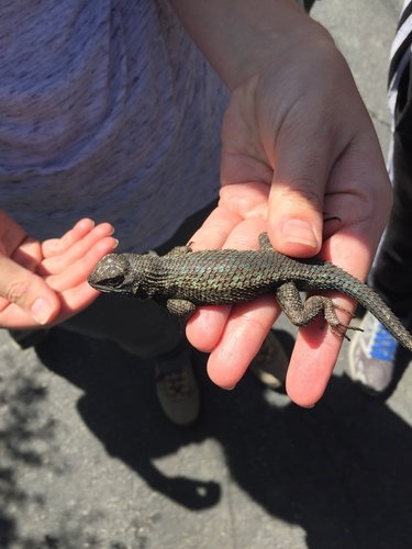 iNaturalist observation photo of Western Fence Lizard