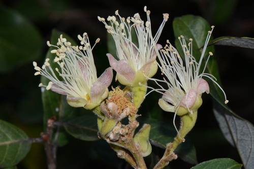 Maranthes floribunda