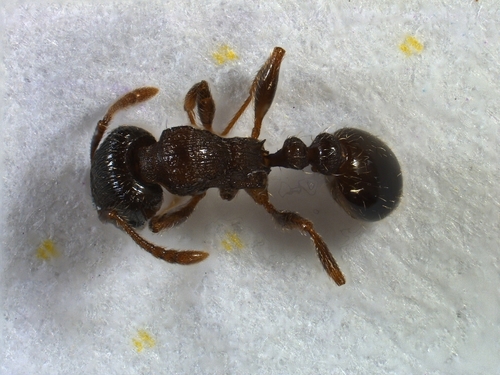 Tetramorium alpestreTetramorium alpestre