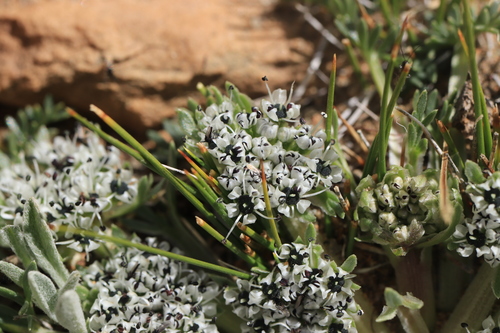 Pleurospermum hedinii