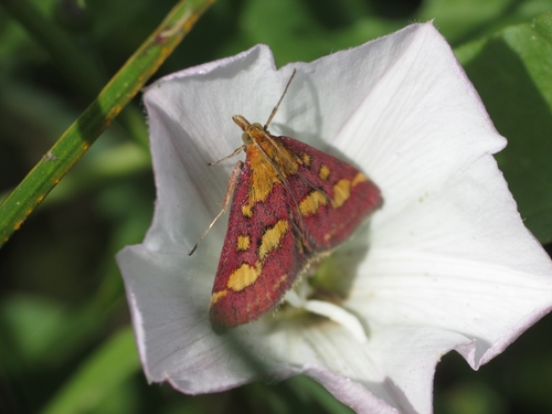Common Crimson-and-gold Moth