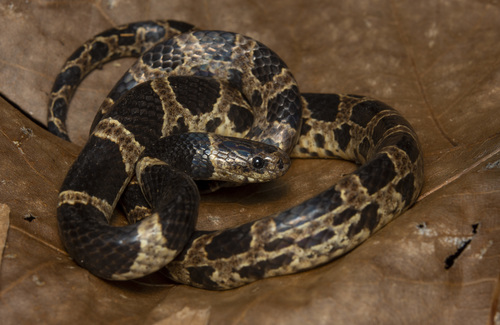 Bolivian Snail-eater