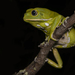 Waxy Monkey Tree Frog - Photo (c) Leandro Malta Borges, all rights reserved, uploaded by Leandro Malta Borges