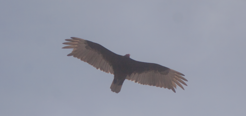 Turkey Vulture
