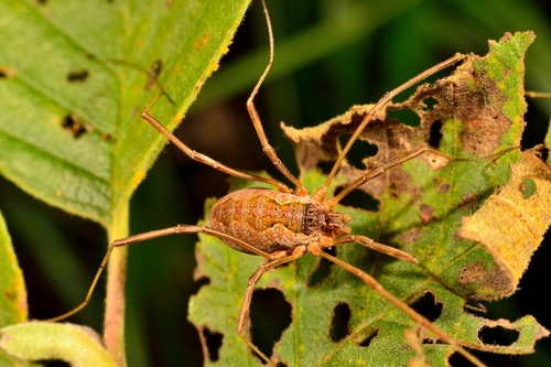 Saddleback Harvestman