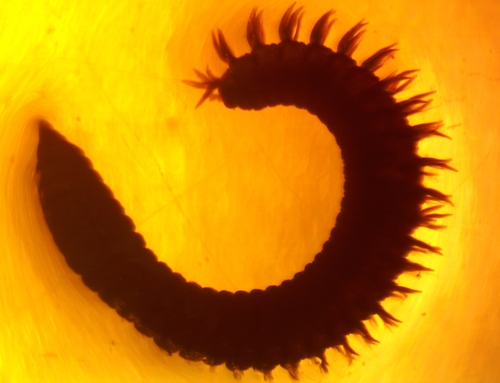 Naineris quadricuspida