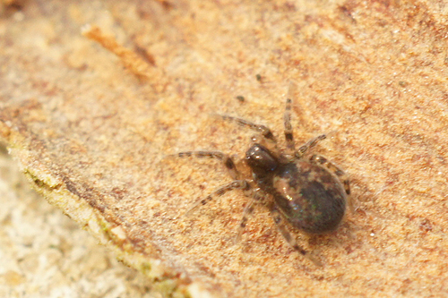 Palaearctic Backspined Meshweaver
