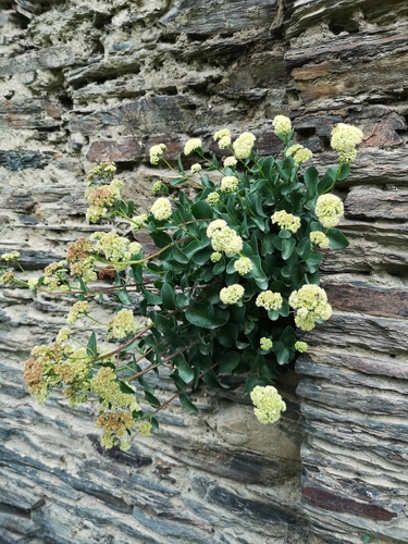 Hylotelephium caucasicum