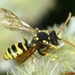 Yellow-legged Nomad Bee - Photo (c) Valter Jacinto, all rights reserved