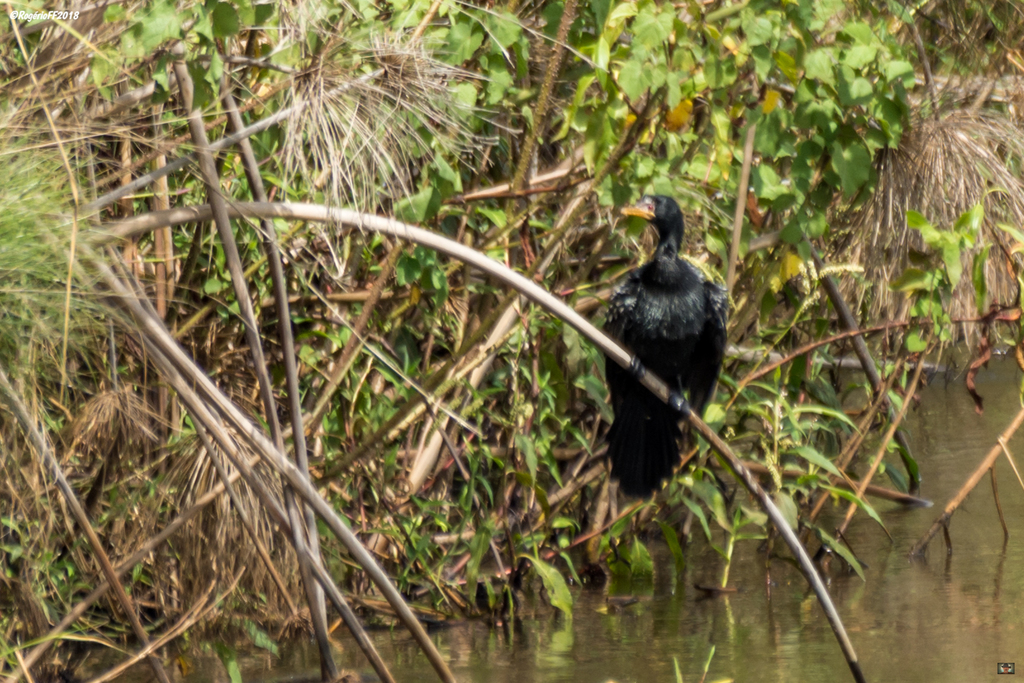 Reed Cormorant from Calandula, Angola on March 30, 2018 at 01:55 PM by ...