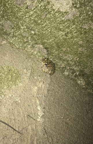 European Green Toad