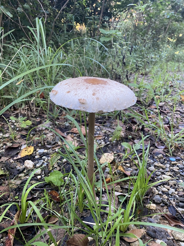 Macrolepiota detersa from 夏吉, 田川市, 福岡県, JP on August 28, 2021 at 06:46 ...