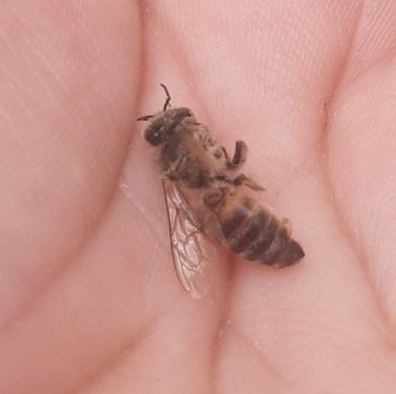 photo of Western Honey Bee (Apis mellifera)