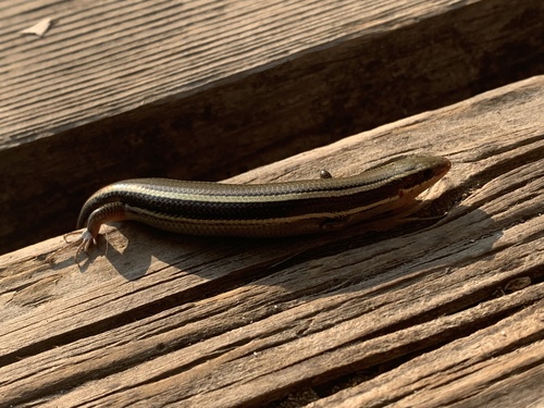 iNaturalist observation photo of Western Skink