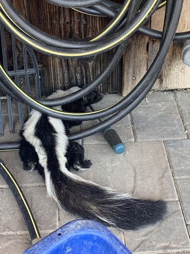 iNaturalist observation photo of Striped Skunk